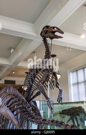 Anatotitan copei dal Museo Americano di Storia Naturale di New York. Foto Stock