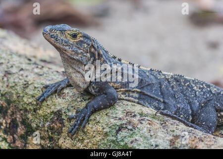 Iguana in Costa Rica seduto su un albero vicino all'oceano. Foto Stock