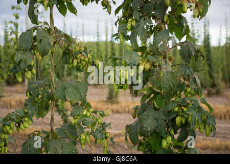 Hop fattoria dove gli agricoltori sono coltivazione di luppolo commercialmente per la fornitura di birra artigianale industria in Oregon. Foto Stock