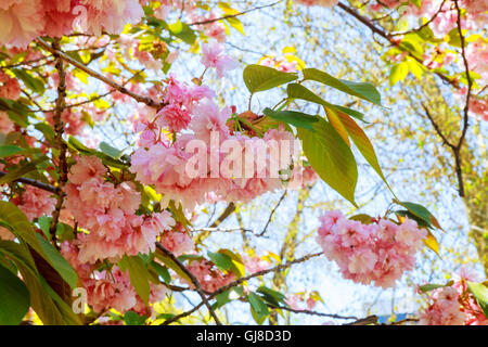 La fioritura dei ciliegi in fiore il Central Park di New York City Foto Stock