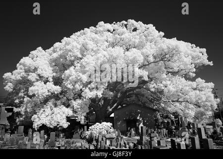 La fotografia a raggi infrarossi, albero solitario nel cielo scuro Foto Stock