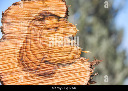 In prossimità di una sezione attraverso un albero di pino tronco questa mostra una forte crescita di anelli. Gli anelli visibili appaiono come un risultato del cambiamento gr Foto Stock