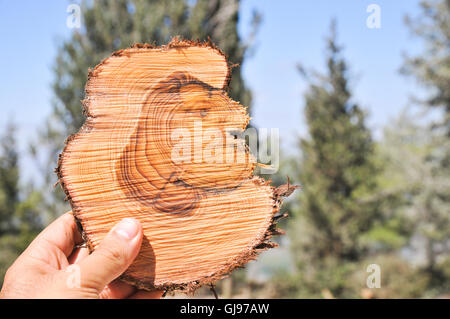 In prossimità di una sezione attraverso un albero di pino tronco questa mostra una forte crescita di anelli. Gli anelli visibili appaiono come un risultato del cambiamento gr Foto Stock