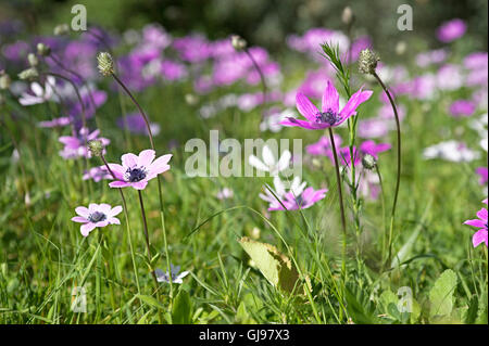 Anemoni selvatici (anemone coronaria) che cresce su un prato Foto Stock