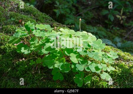 Legno-Acetosella pianta closeup contro sfocati sullo sfondo di muschio Foto Stock