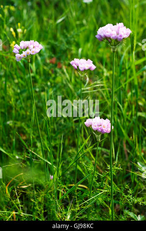 Rosy l'aglio (allium roseum) sulla penisola di Pelion, Grecia Foto Stock
