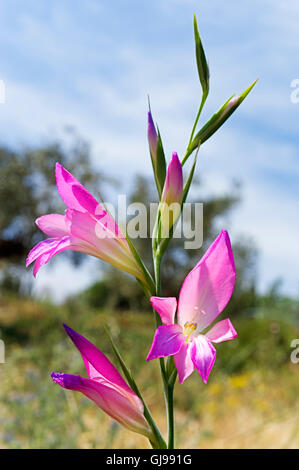Wild gladiola (Gladiolus illyricus) sulla penisola di Pelion, Grecia Foto Stock