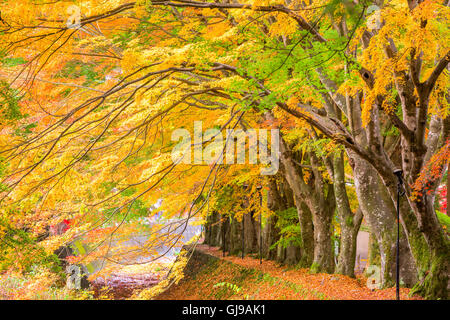 Maple corridoio vicino al Lago Kawaguchi e Mt. Fuji, Giappone durante l'autunno. Foto Stock