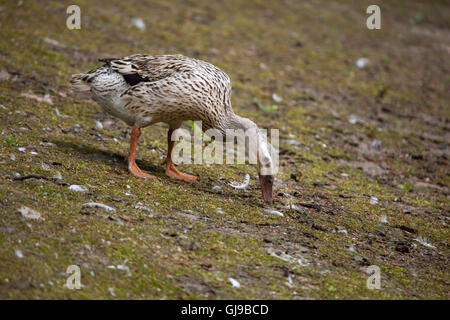 Anatra domestica (Anas platyrhynchos domesticus). Foto Stock