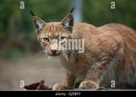 Nord (Lynx Lynx Lynx lynx) a Decin Zoo in Boemia settentrionale, Repubblica Ceca. Foto Stock