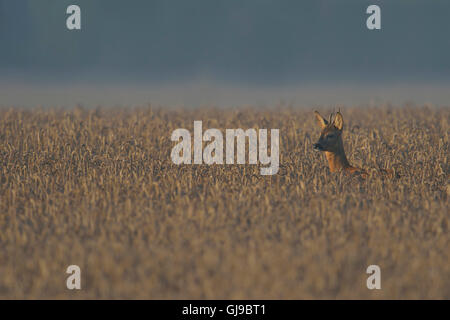 Giovane capriolo / Reh ( Capreolus capreolus ) che guarda in alto fuori da un campo di grano, nebbioso tarda mattinata d'estate, fauna selvatica, Europa. Foto Stock
