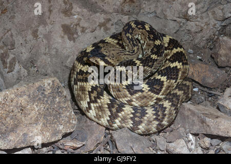 Western Black-tailed Rattlesnake, (Crotalus molossus), Ruby Road, Arizona, Stati Uniti. Foto Stock