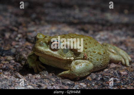 Deserto Sonoran Toad, (Incilius alvarius), assorbendo umidità da una strada bagnata dopo la pioggia. Vecchia strada di Ruby, Santa Cruz co., AZ Foto Stock