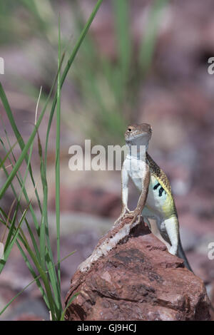 Elegante Earless Lizard, (Holbrookia elegans), montagne Huachuca, Arizona, Stati Uniti. Foto Stock