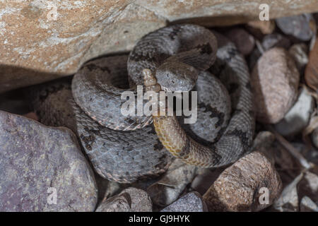 Femmina Rock nastrati Rattlesnake, (Crotalus lepidus klauberi), montagne Huachuca, Arizona, Stati Uniti. Foto Stock