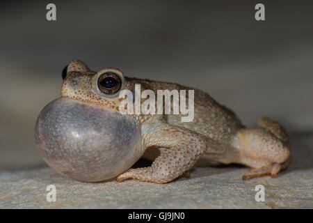 Maschio di chiamata pezzata di rosso, Toad (Anaxyrus punctatus), Sierra Co., New Mexico, negli Stati Uniti. Foto Stock