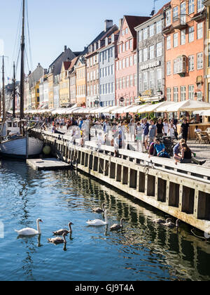 Cigni in Copenhagen Foto Stock