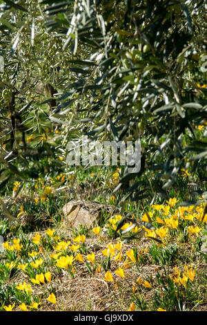 Sternbergia Lutea (autunno crocus) crescente selvatici in oliveto in Toscana, Italia Foto Stock