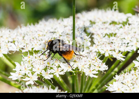 Red Tailed Bumble Bee. (Bombus lapidarius) sat sulla mucca fower prezzemolo Foto Stock