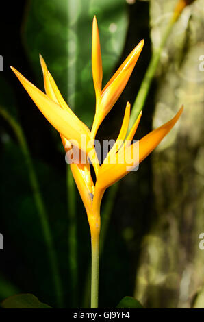 Torcia d'oro Heliconia (Heliconia psittacorum L.f ) naturale su sfondo verde. Foto Stock