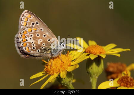Comune Femmina Blue Butterfly Foto Stock