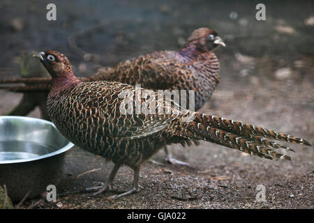 Anello cinese colli (fagiano Phasianus colchicus torquatus). Foto Stock