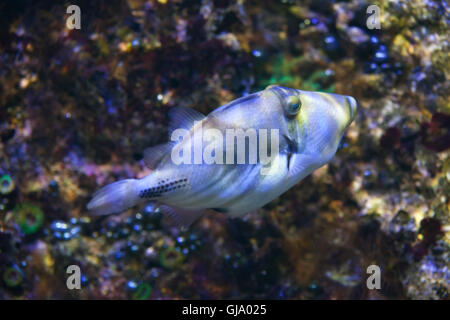 Laguna pesci balestra (Rhinecanthus aculeatus), noto anche come il Picasso triggerfish. Foto Stock