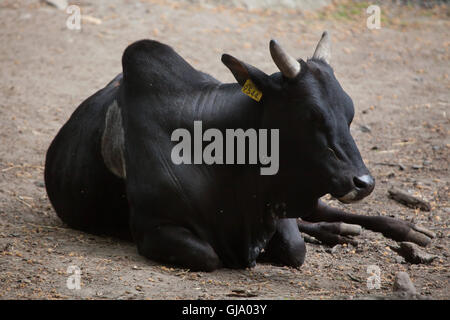 Dwarf zebù (Bos primigenius indicus). Foto Stock