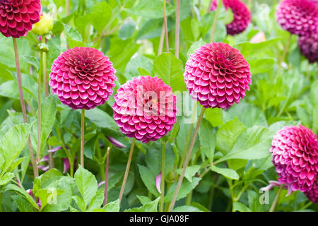 Rosa scuro pompon Dahlia crescono in un confine erbacee. Foto Stock