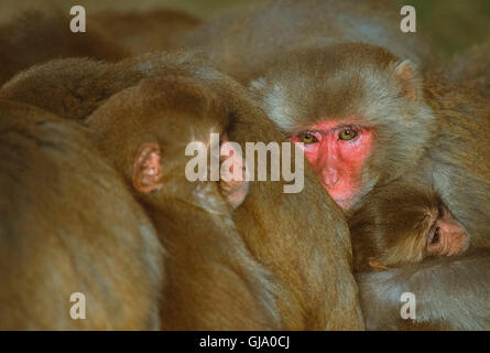 Macaco Rhesus, macaca mulatta, maschio raggomitolati insieme con truppe per mantenere in caldo, Rajasthan, India Foto Stock