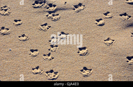 Seagull palmati piedi stampe (tracce) su di una spiaggia di sabbia Foto Stock