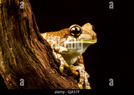 Missione golden-eyed raganella o Amazon latte (rana Trachycephalus resinifictrix) close up. Una rana arborea che vive in un Foto Stock