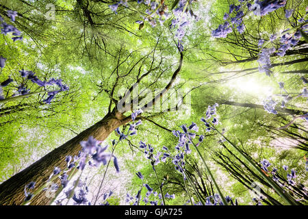 Bluebells vista da un occhio worm vista guardando fino agli alberi e foglie tettoia con la luce del sole di primavera Foto Stock