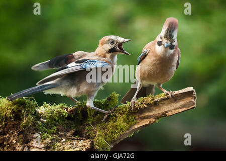 Giovani Jay bird che vogliono il cibo dal suo genitore, appollaiato su un log close up Foto Stock