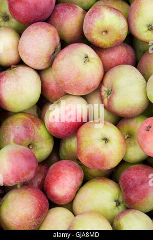 Malus domestica. Apple Red Astrachan. Foto Stock