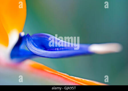 Extreme close up di un uccello del paradiso fiore Foto Stock