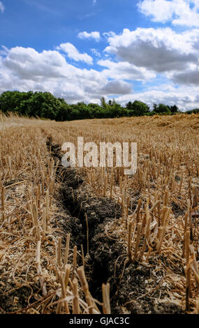 Condizioni di siccità in corrispondenza di un raccolto di recente campo di grano in tarda estate, mostra forti segni di incrinatura del suolo. Foto Stock