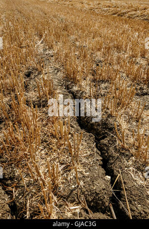 Condizioni di siccità in corrispondenza di un raccolto di recente campo di grano in tarda estate, mostra forti segni di incrinatura del suolo. Foto Stock