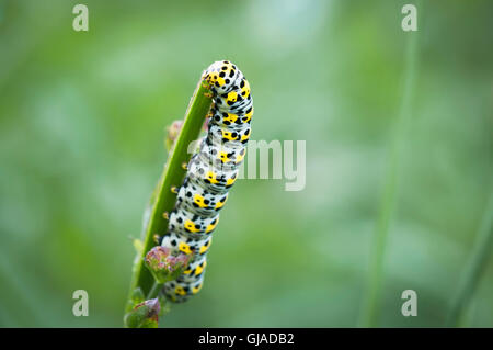 Un'immagine orizzontale di una falena Mullien caterpillar sulla piazza di gambi di St Johns Wort. Foto Stock