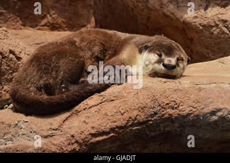 African clawless otter la cottura al sole dopo la mattina presto la pesca. Foto Stock