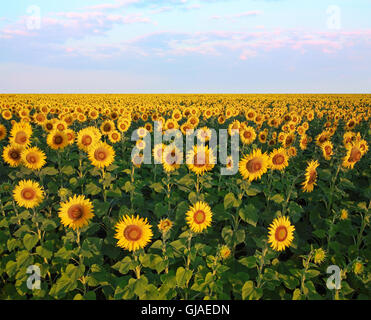 Rural landscape, field of sunflowers at sunrise Foto Stock
