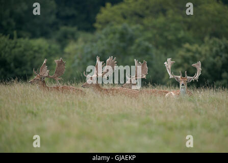 Un allevamento di daini (bucks) - Dama Dama con corna coperta in velluto. Regno Unito Foto Stock