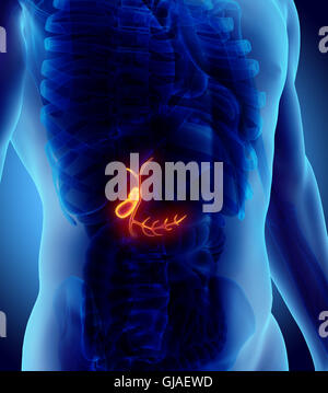 3D illustrazione dei maschi di cistifellea, x-ray concetto medico. Foto Stock