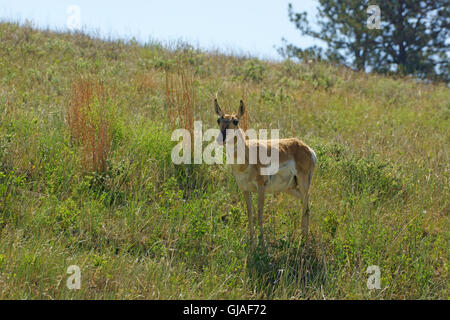 American Pronghorn antelope a Custer State Park prato in Sud Dakota Foto Stock