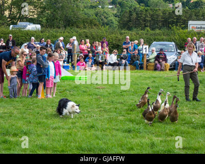 In corrispondenza di uno spettacolo agricolo nel North Yorkshire il Elaine Hill pecore Dod Display con una pastorella e collie cani radunare un gregge Foto Stock