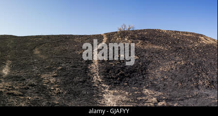 Carbonizzati annerito e hillside dopo wildfire vicino a Santa Clarita in California del sud. Foto Stock