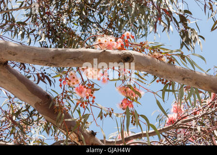 Il ramo di eucalipto con foglie e fiori di colore rosa closeup con un cielo blu come sfondo Foto Stock