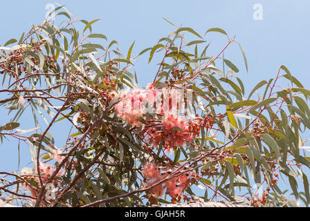 Il ramo di eucalipto con foglie e fiori di colore rosa closeup con un cielo blu come sfondo Foto Stock