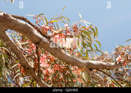 Il ramo di eucalipto con foglie e fiori di colore rosa closeup con un cielo blu come sfondo Foto Stock