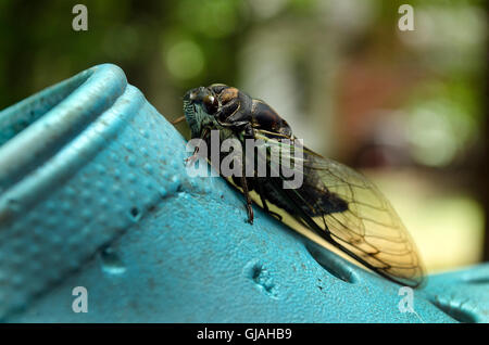 Cicala in appoggio su blue garden scarpe. Foto Stock